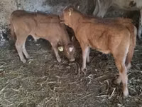 Bull, Limousin cow — photo 2
