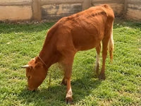 Cow, Ayrshire — photo 8