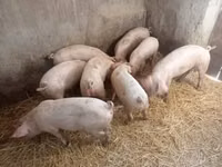 Sow, Pigs — photo 3
