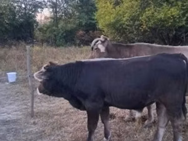 Bulle, Braune Karpatenrasse