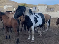 Hengst, Mugalzhar horse — Foto 3