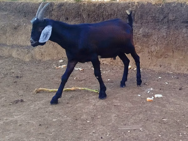 公山羊, Goats