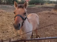Hengst, Welsh Cob — Foto 6