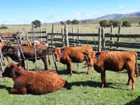 Kuh, Aberdeen-Angus — Foto 5