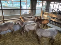 भेड़, Tian-Shan semifinewool sheep — फ़ोटो 1