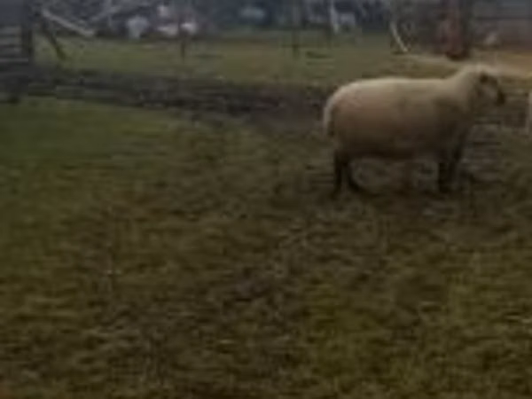 Ram, Shroshire sheep