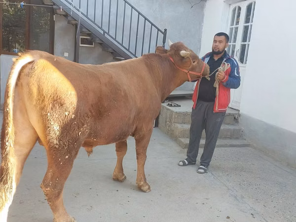 Bull, Limousin cow