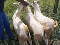 Billy Goat, Goats — photo 1