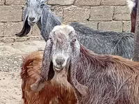 Goat, Damask goat — photo 3