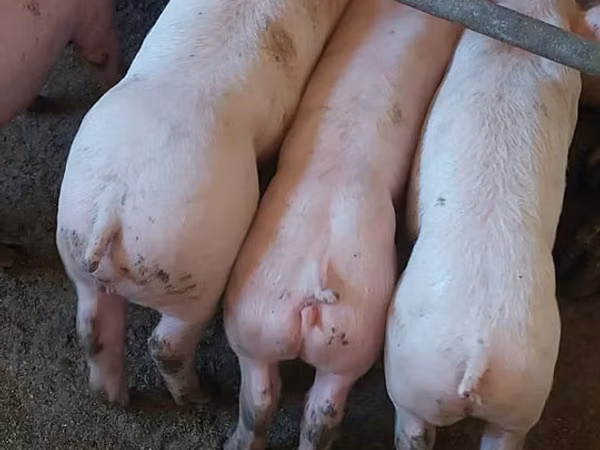 Boar, Pigs