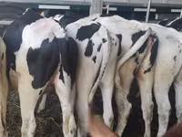 Vaca, Raza Holstein — foto 3