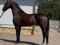 Hengst, Dutch warmblood horse — Foto 2