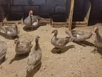 Ducks — الصورة 7