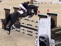 Horse (M), Belgian warmblood horse — photo 3