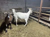 Goat, Kamori goats — photo 6