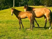 Stute, Black Sea breed — Foto 8