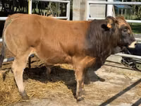 Bull, Partenaise cattle — photo 2