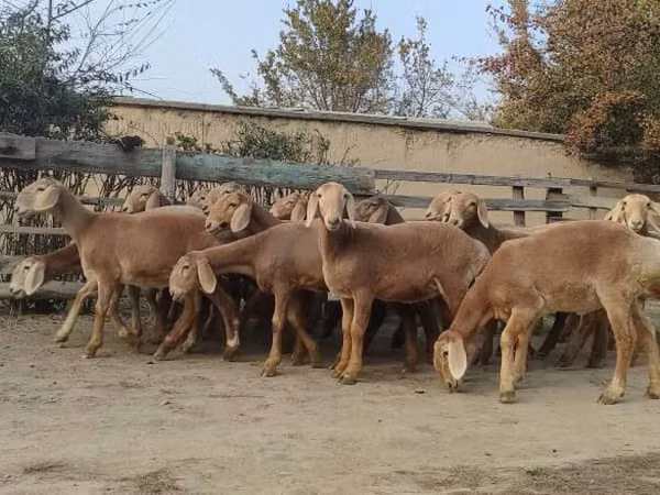 Sheep, Arashan sheep