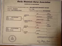 حصان, Rocky Mountain Horse — الصورة 7