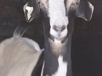 Ziege, Ziegen — Foto 4