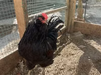 Chickens — الصورة 3