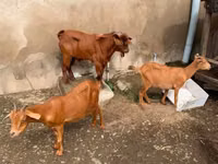 ماعز (دفعة، الجنس غير محدد), الماعز — الصورة 2