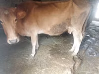 Vaca, Ganado vacuno — foto 3