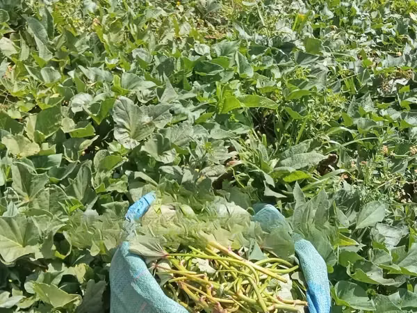 Super Vine K (Sweet Potato Vines) - 200 Cuttings
