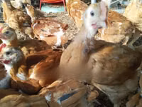 Chickens — 照片 3