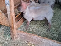 Ram, Rouge de l’Ouest sheep — photo 2