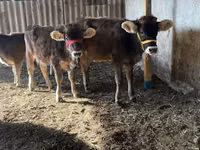 Kuh, Swiss cattle — Foto 7