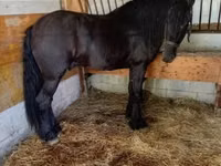 Caballo, Friesian — foto 3