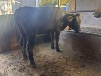 بقرة, Swiss cattle — الصورة 4