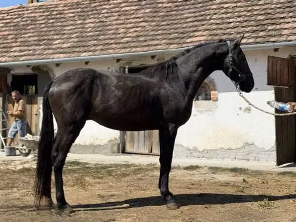 Caballo, Furioso-North Star