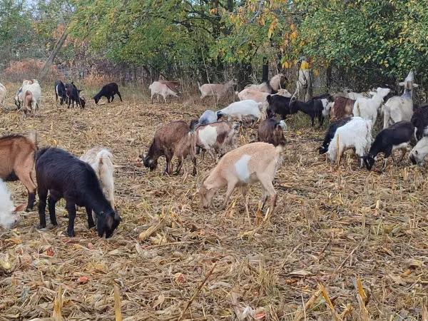 Goat, Goats