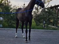 Hengst, Akhal-Teke — Foto 2