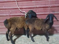 Sheep (batch, sex not specified), Sheep — photo 5