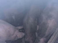 Sow, Pigs — photo 2