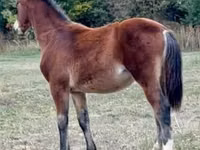 Caballo, Lipizzaner — foto 4