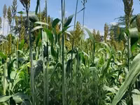 Fodder Mabrouk Sudan Grass — foto 3