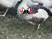 Geese — foto 5