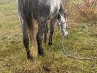 Horse (M), Horses — photo 2