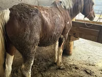 Yegua, Caballos — foto 2