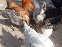 Chickens — foto 3