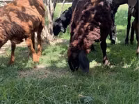 Oveja, Ovejas — foto 4