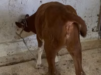 Toro, Simmental cattle — foto 4
