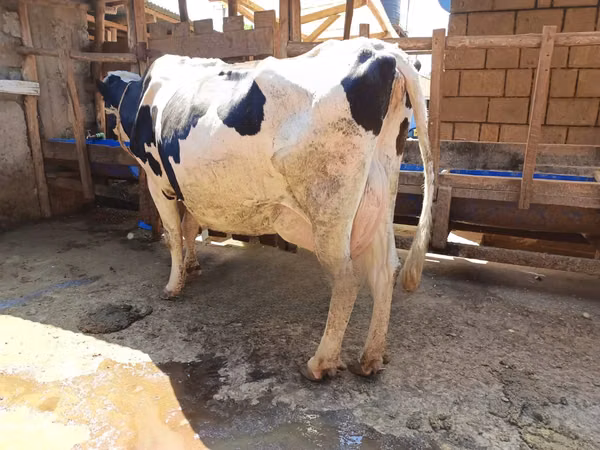Cow, Holstein breed — Kenya