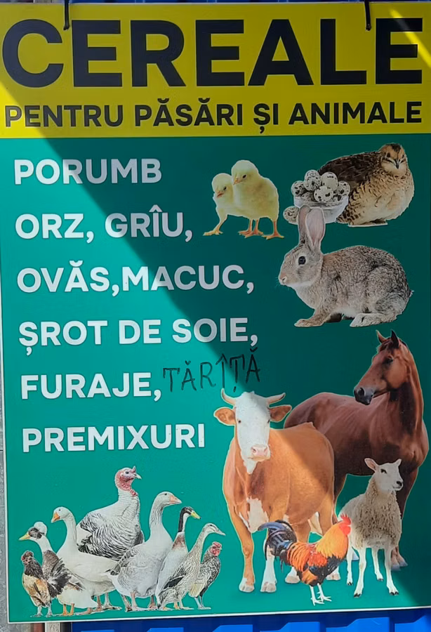 Nutrețuri și cereale,porumb uscat.ne aflăm la Edineț.posibel livrare.