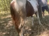 Horse (M), Indian half-bred — photo 4