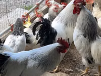 أدلر سيلفر — الصورة 1